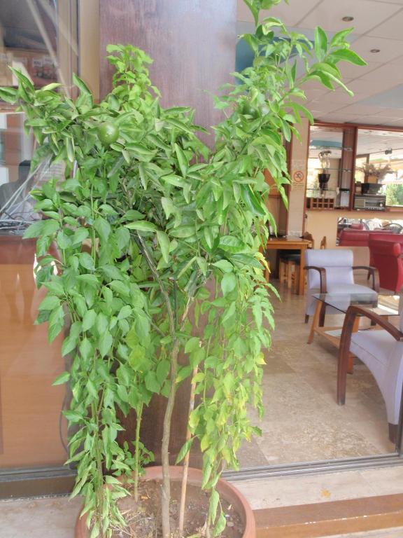 Aloe Apart Hotel Marmaris Exterior photo